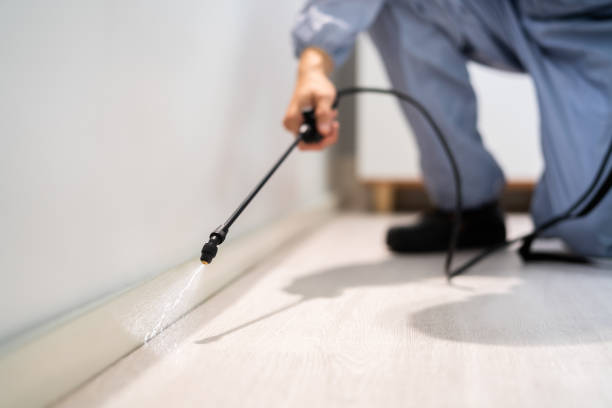 Licensed Termite Control service in Bristol, CT - Nex Pest Control